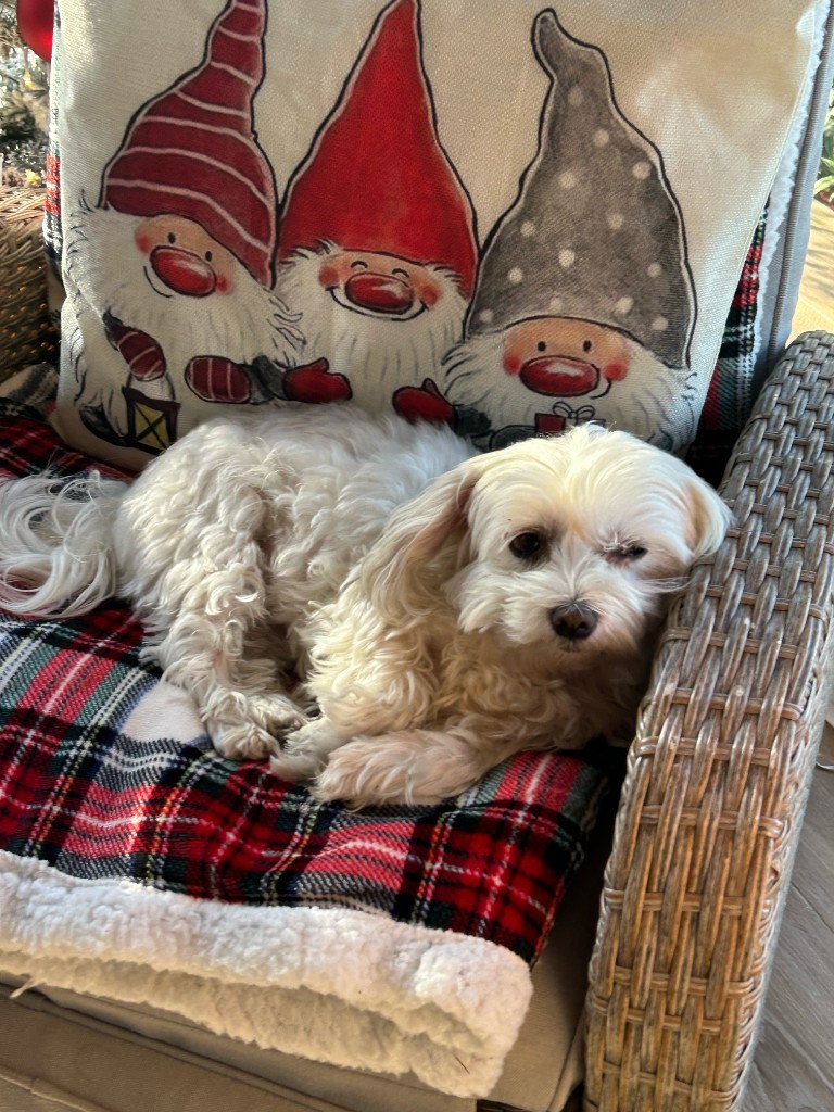 Kleiner Hund entspannt in der Unterkunft auf einem gemütlichen Sessel